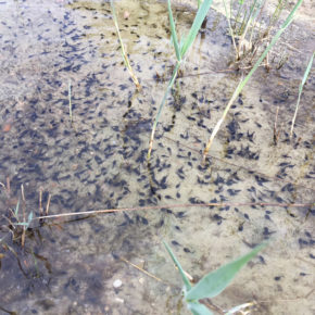 Tausende Kaulquappen fühlen sich im See wohl