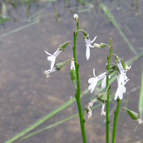 Lobelienblüte